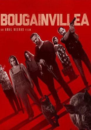 Bougainvillea (2024)
